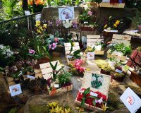 Wystawa orchidei w Egzotarium