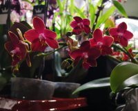 Wystawa orchidei w Egzotarium